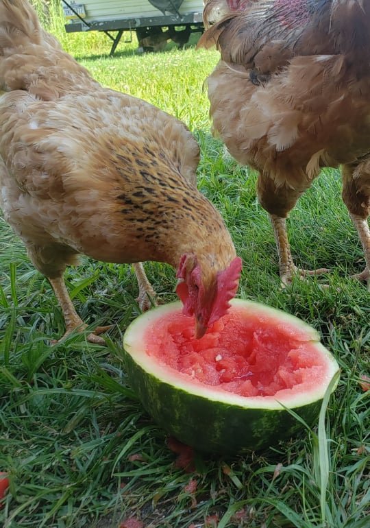 Frozen watermelon for playing and staying cool.